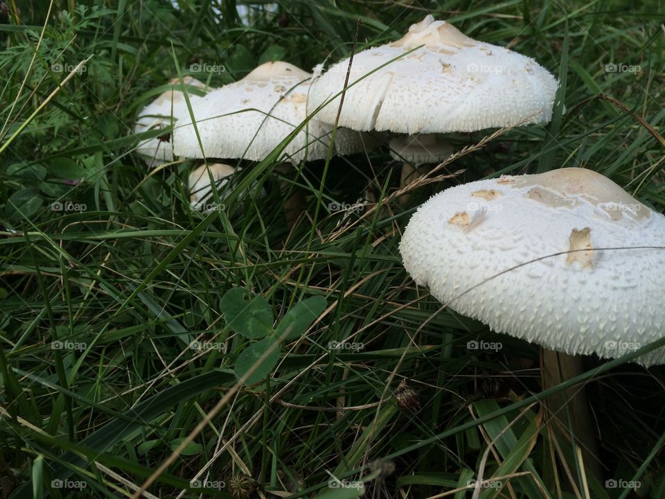 Three White Mushrooms