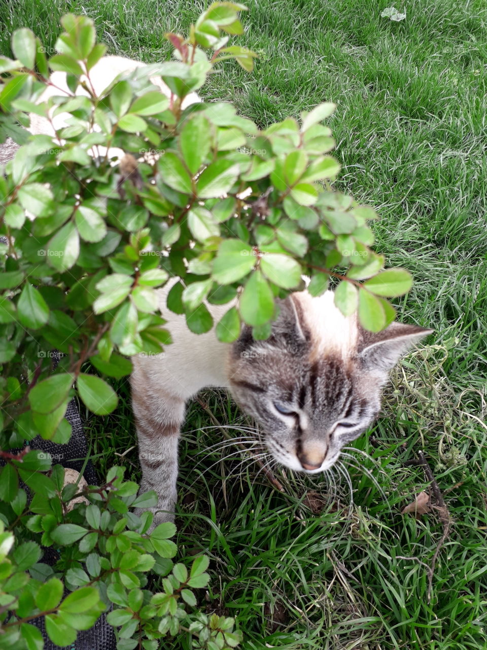 my cat in the garden