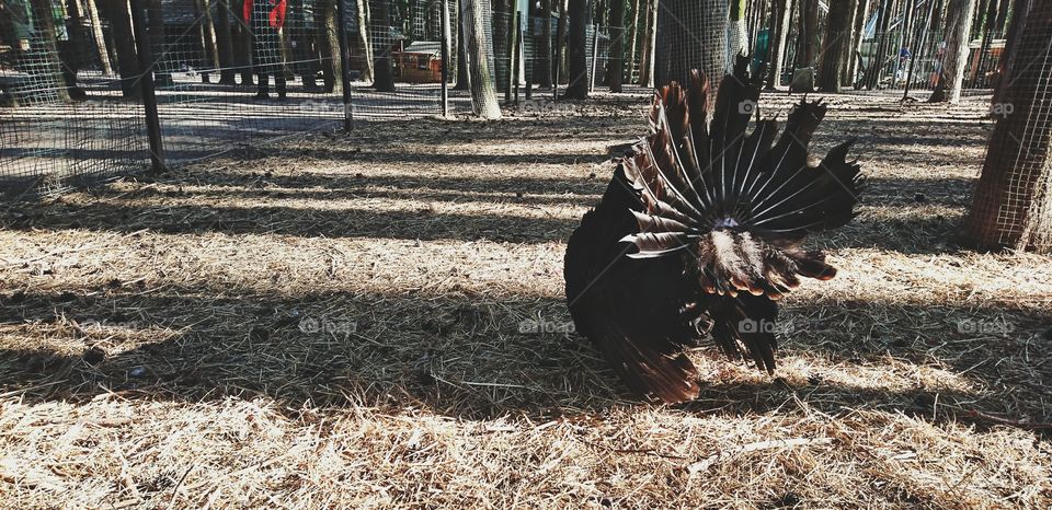 Turkey walking aroun in a @HBH Zoo. Looks like he doesnt like to be photographed.