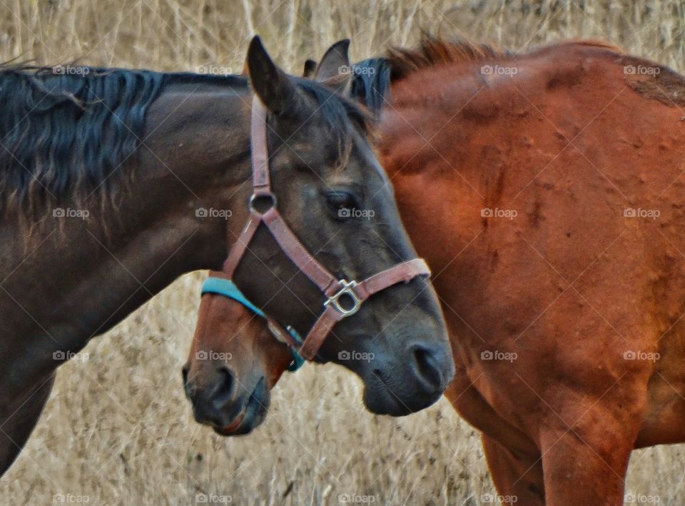 Horses In Love