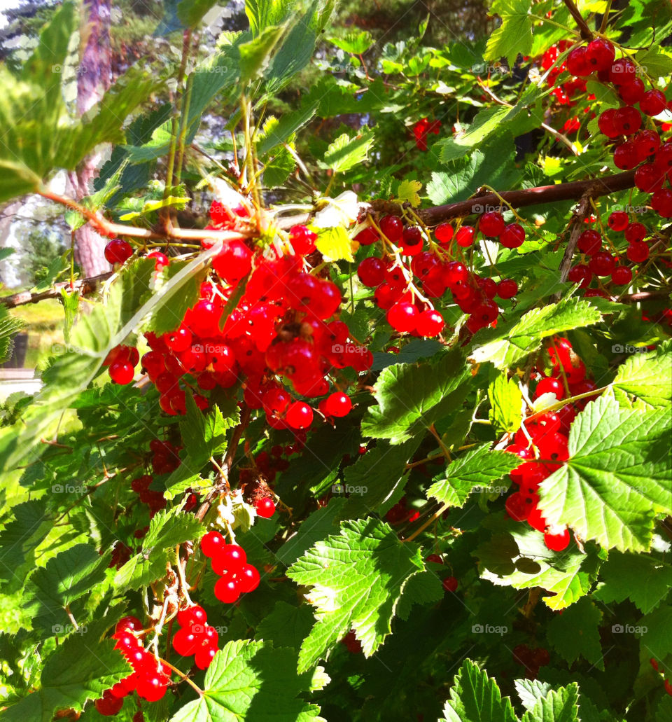 green red berries bush by bergenstrahle
