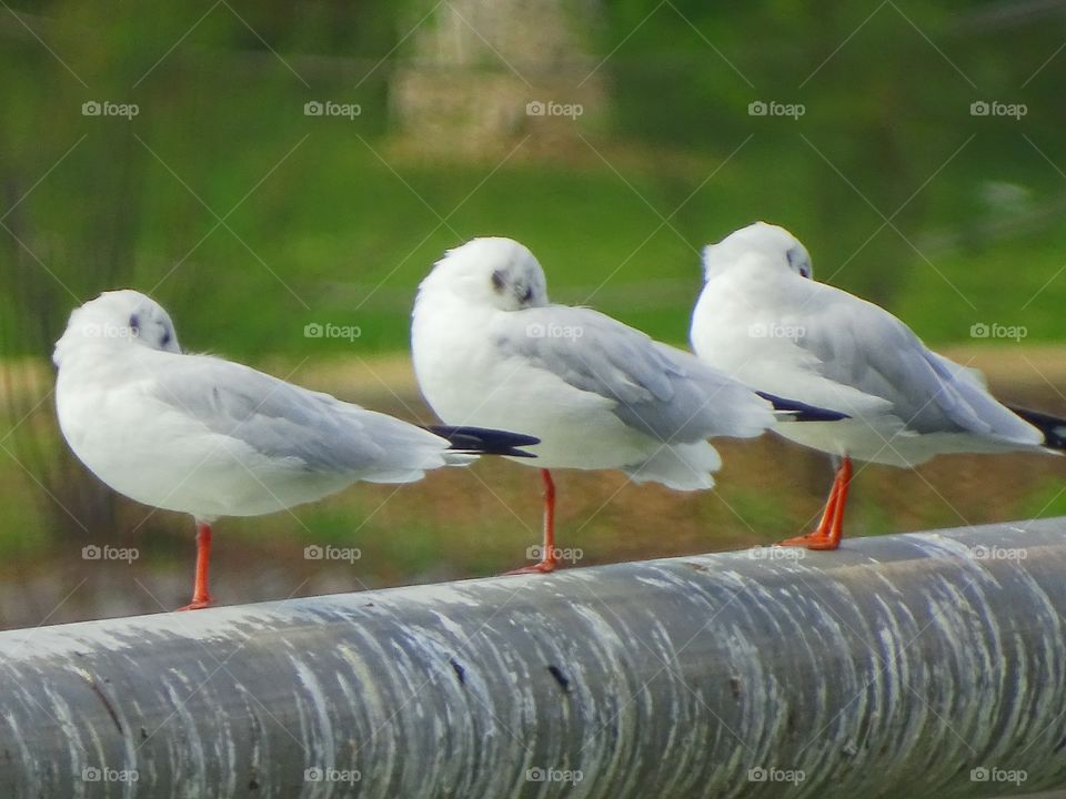 The three birds
