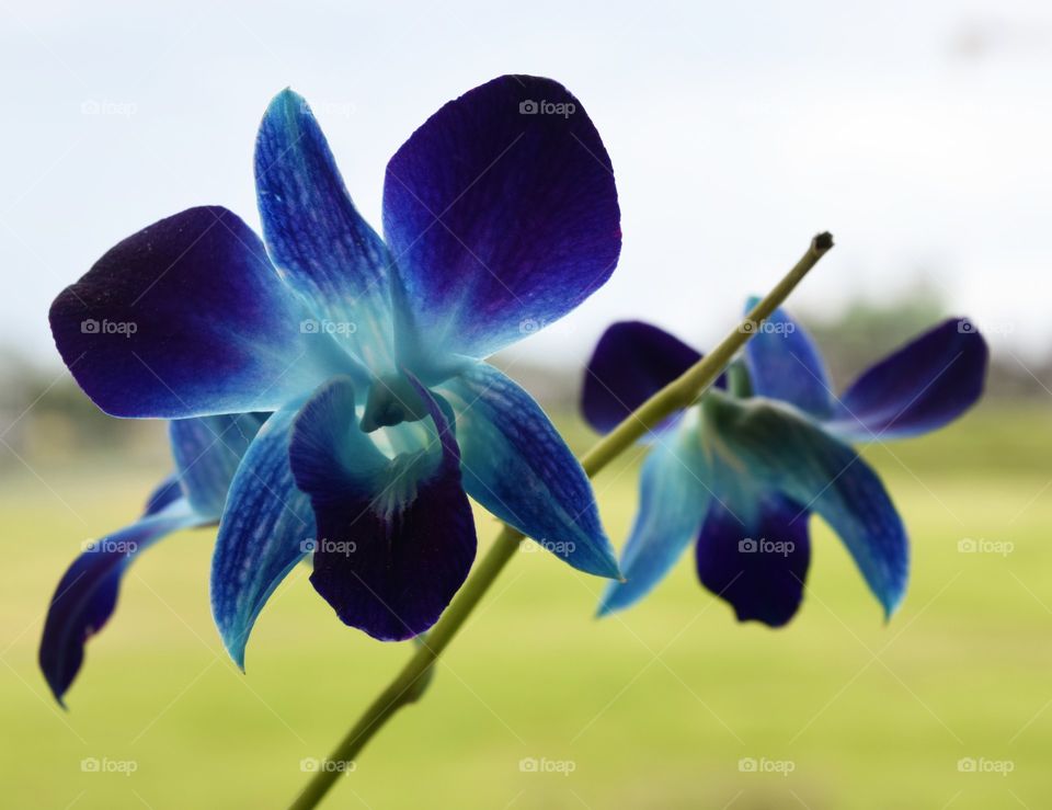 Blue orchids.
