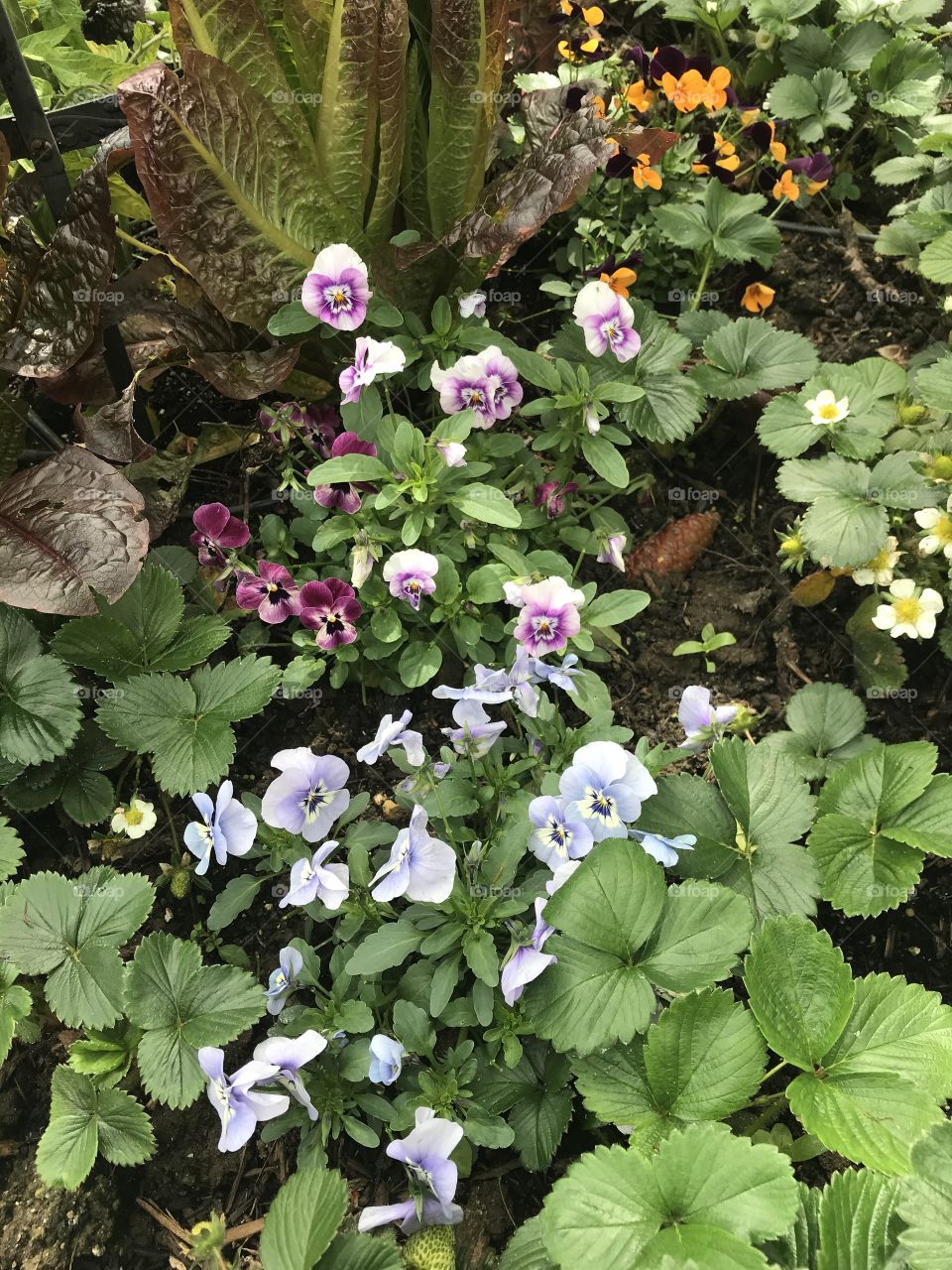 Pastel violas among strawberry plants 