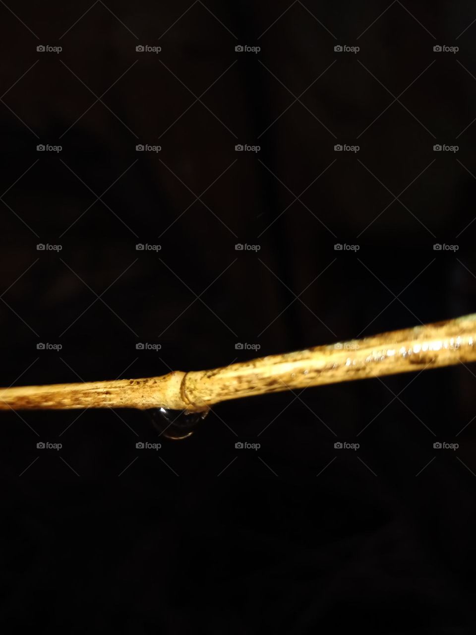 water drops with bamboo stick in nice black background clousup photo in rainy days