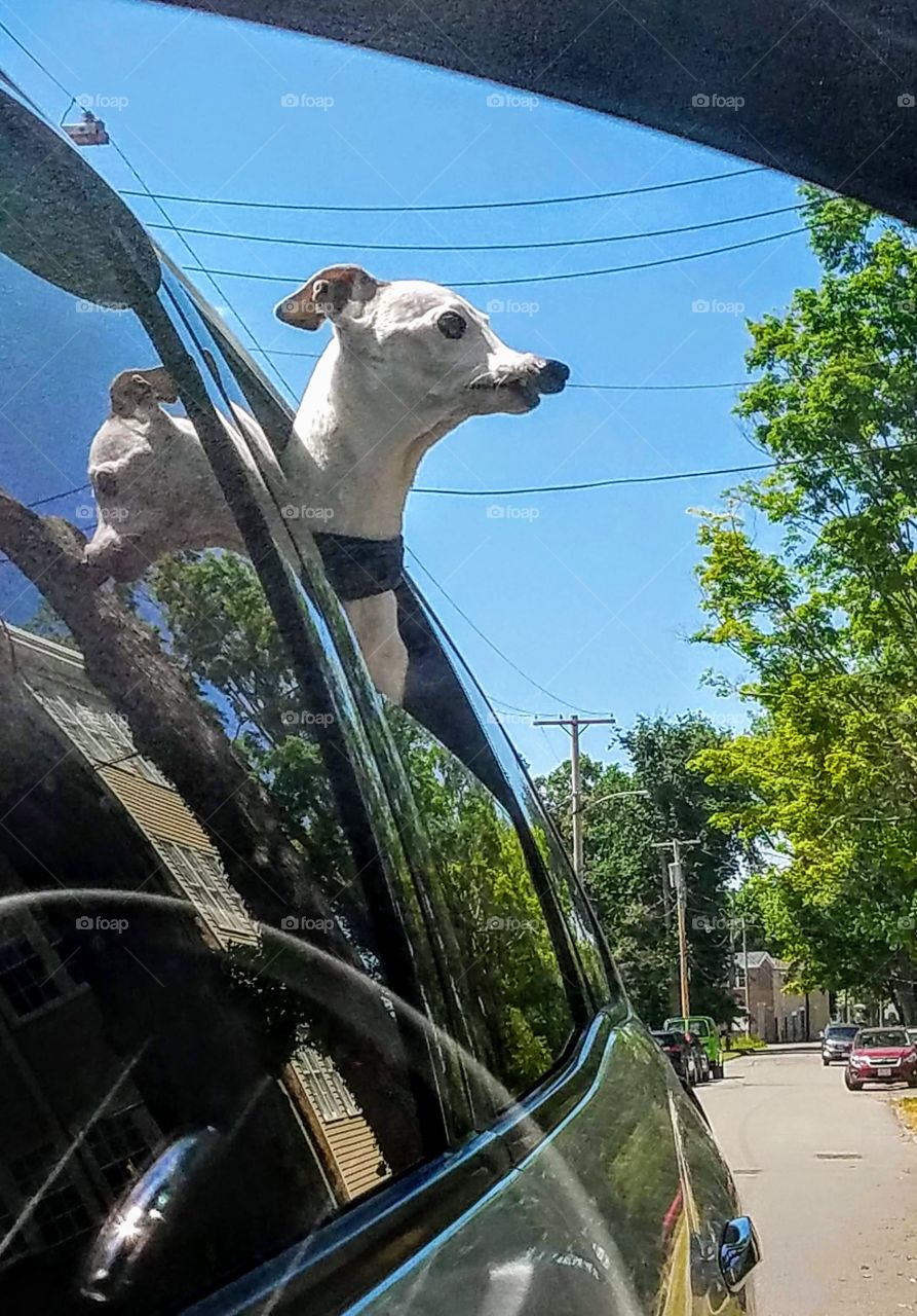 Dogs love car rides with their head sticking out the window, wind blowing in their face. It's summer & a perfect blue sky day.