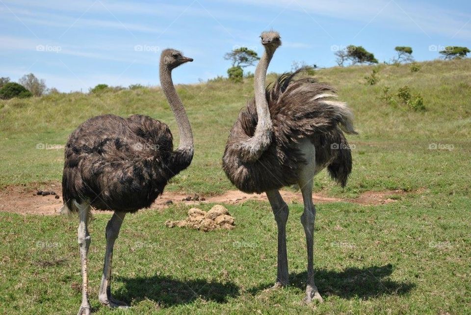 Ostrich 