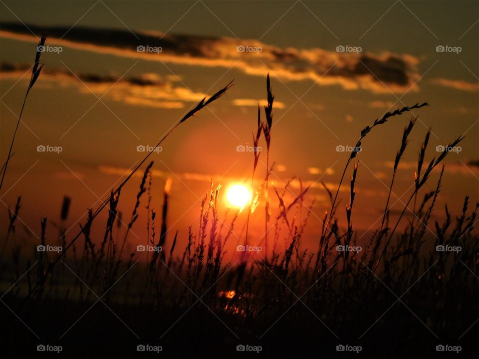 Bright sun rays shining through sea grass