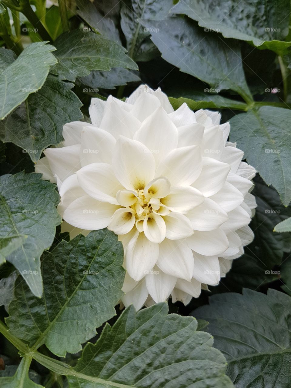 Beautiful white dhalia flower among green leaves