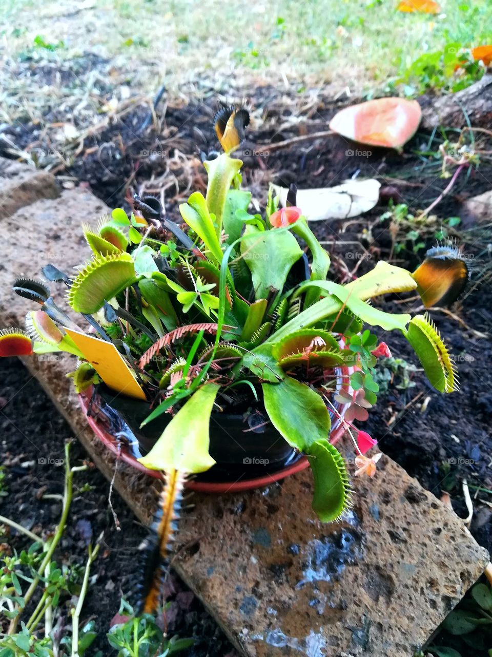 Carnivorous plant in my garden