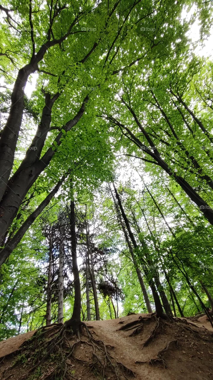 forest