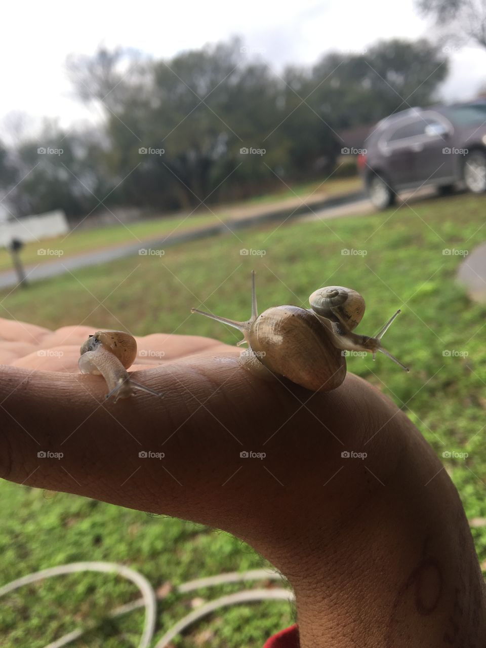 Family of snails 