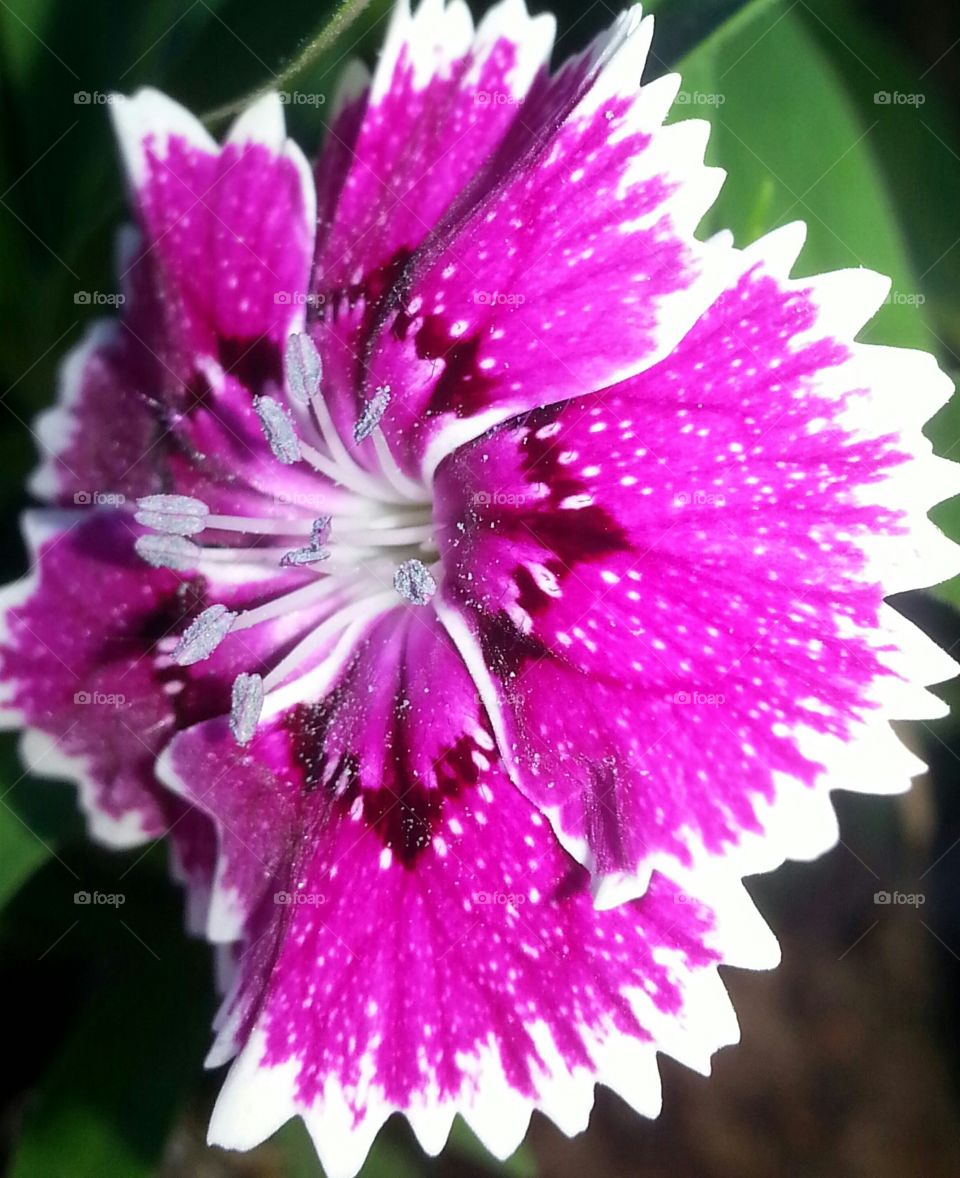 My little pink pollen maker