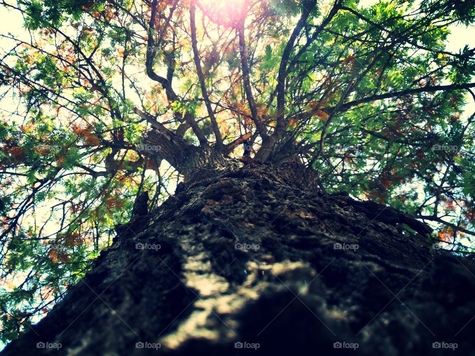 tree in the park......