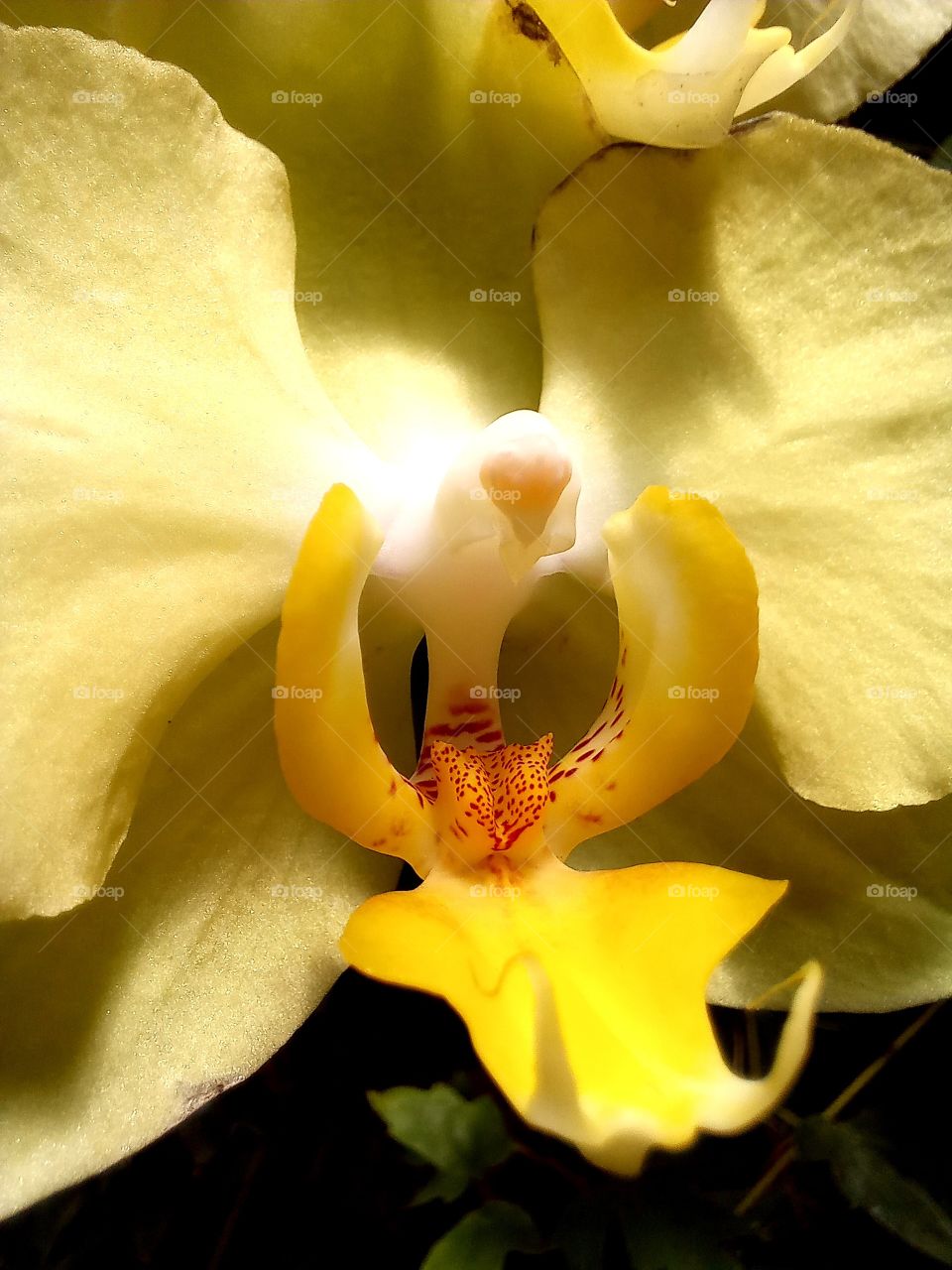 Phalaenopsis amabilis