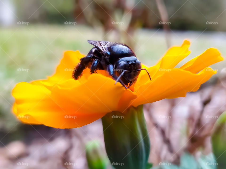 Black bumblebee feeding on nectar of an orange yellow marigold