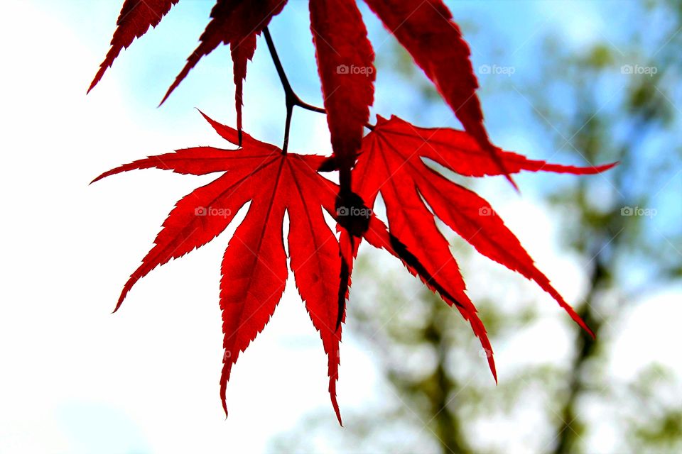 red maple leaves in the morning.