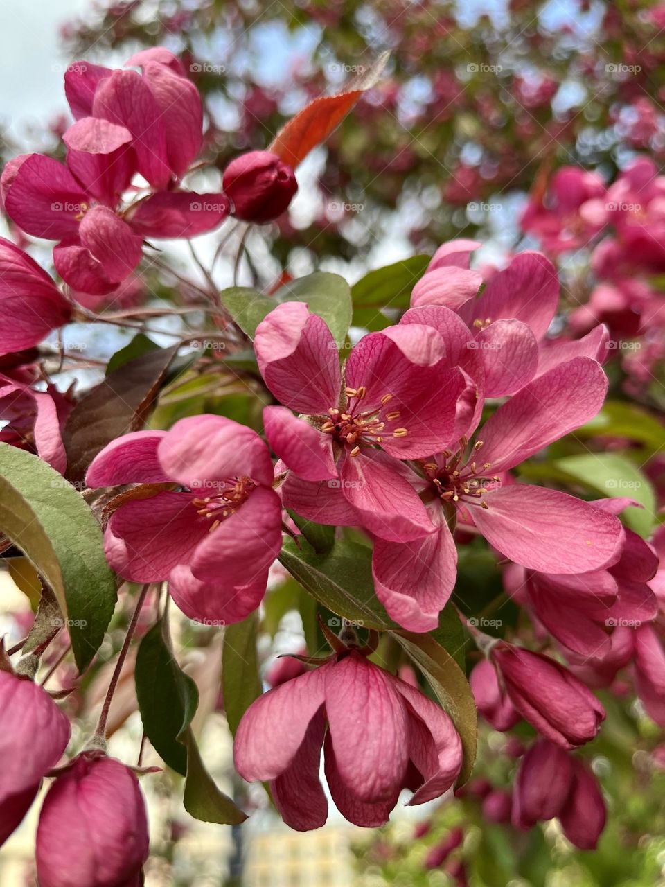 Flowering apple tree in spring