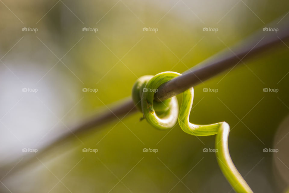 vine holding on