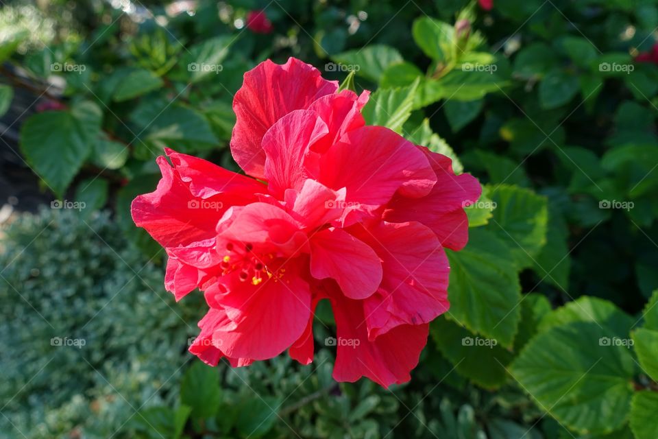 Red Hibiscus 