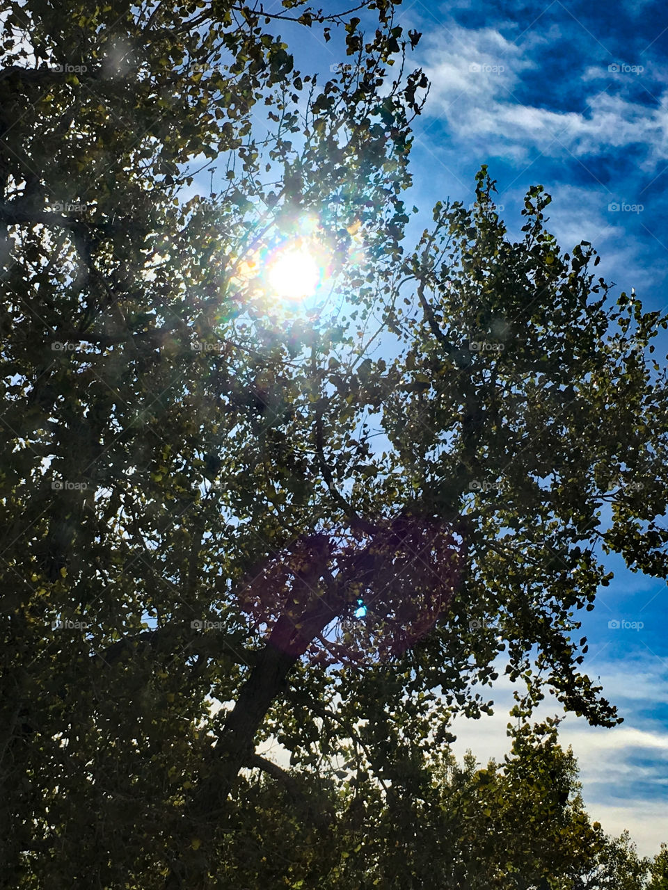 Sun Through Tree