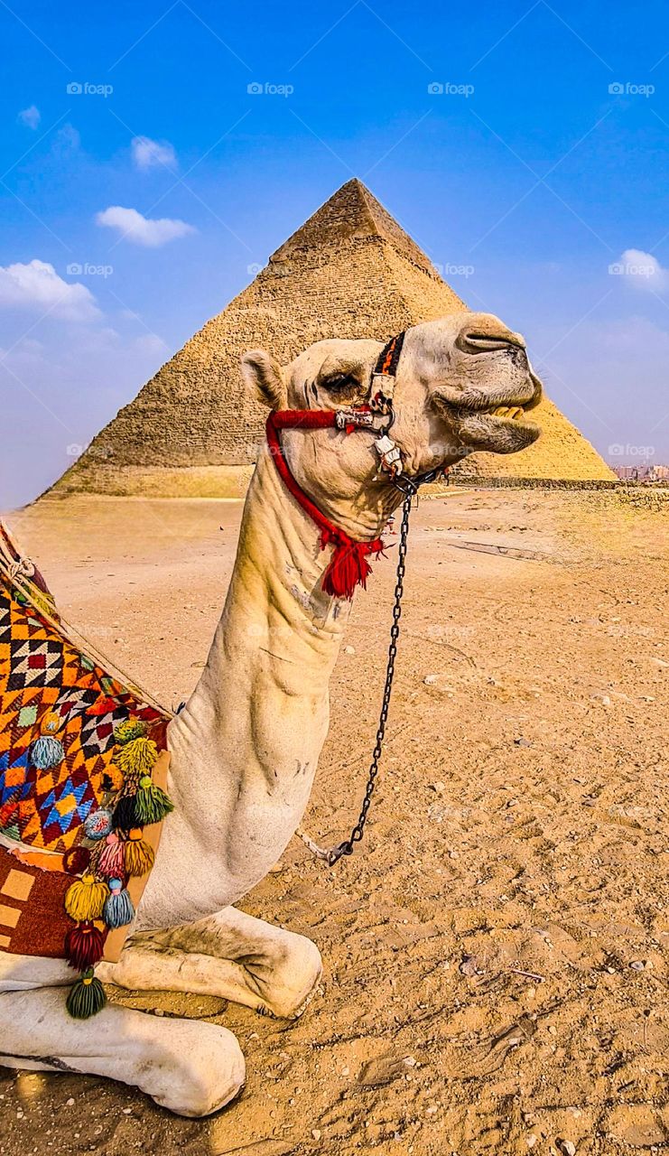 camel at pyramids