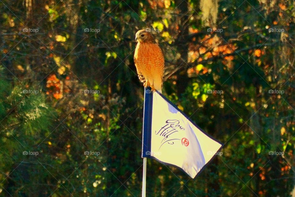 Hawk on a stick