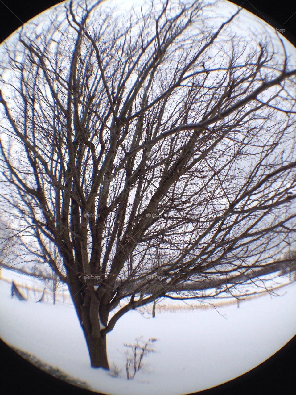 Snow globe tree