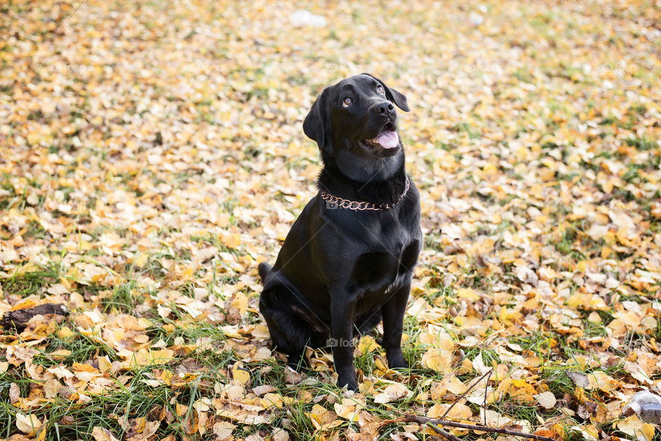 Labrador Retriever sitting on autumn leaves