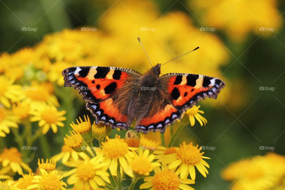 Butterfly and yellow flowers