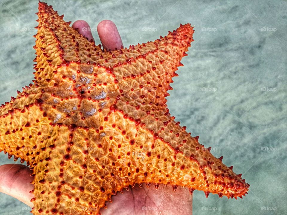 Sea star