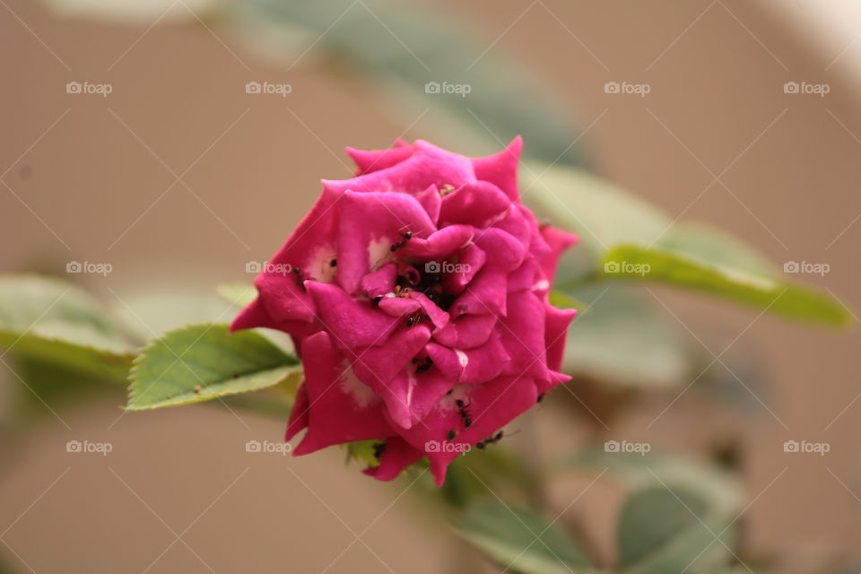 When it comes to portrait how can we forget the red rose with highlighted petals