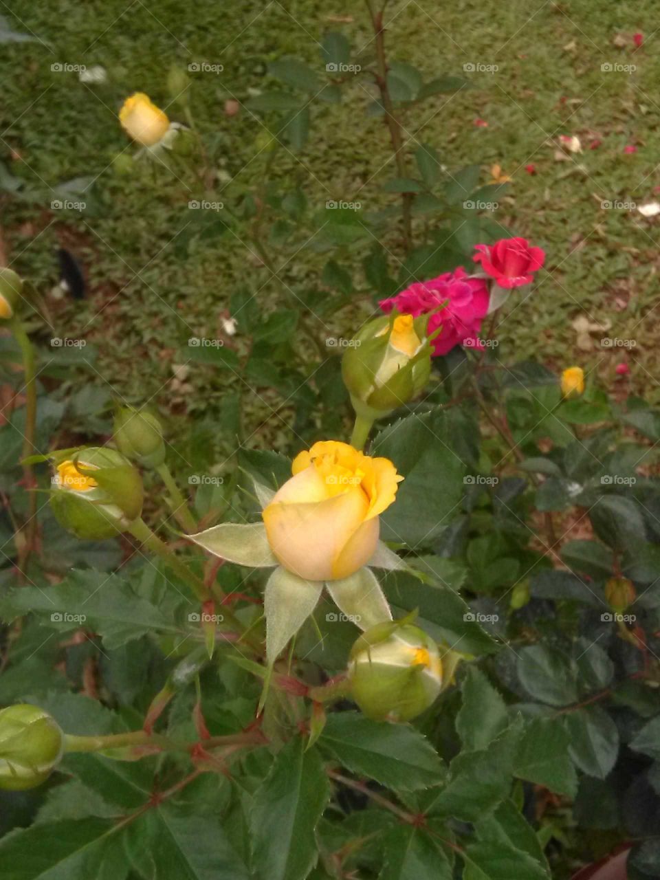 yellow roses