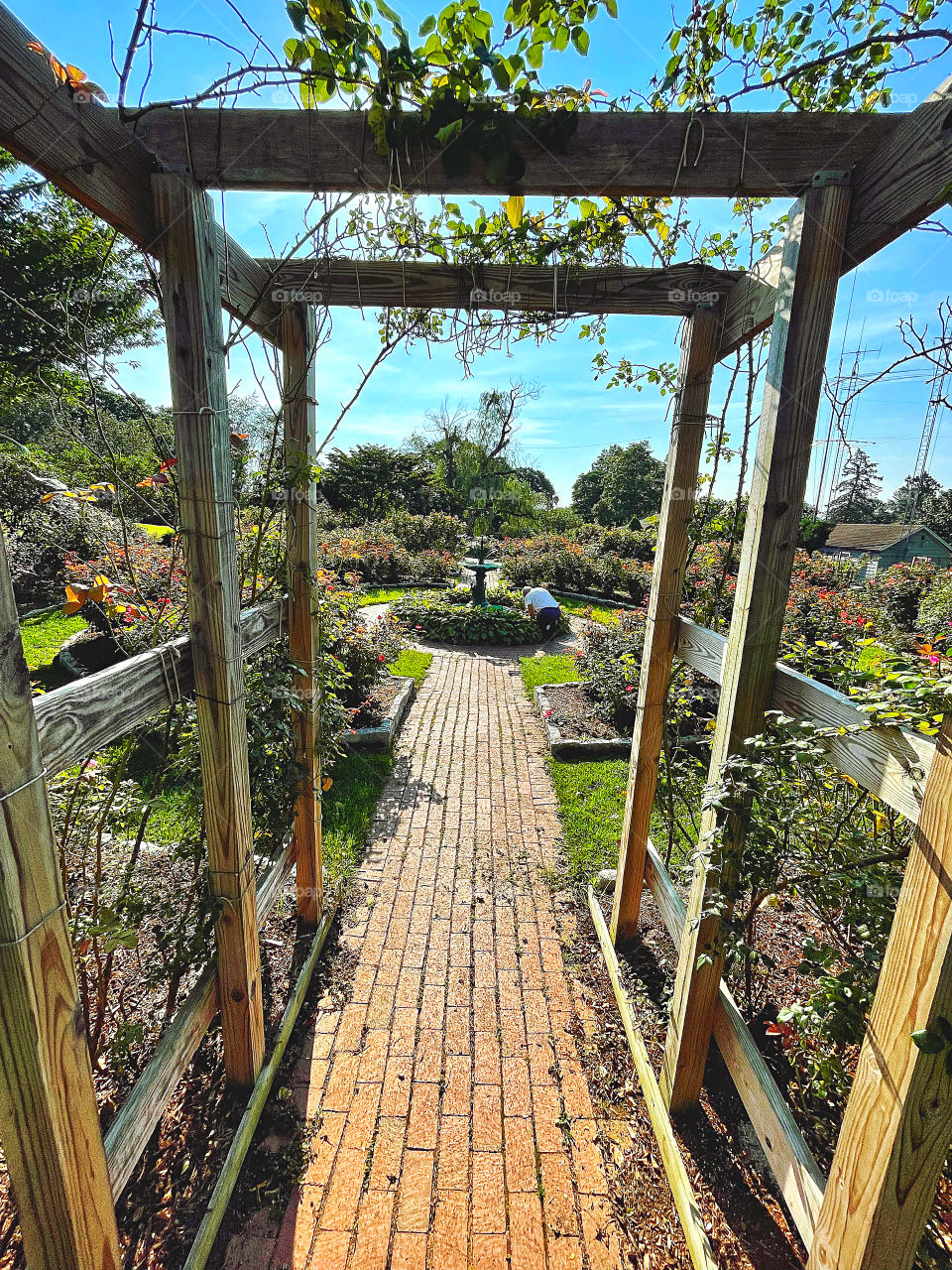 Walking through the rose garden