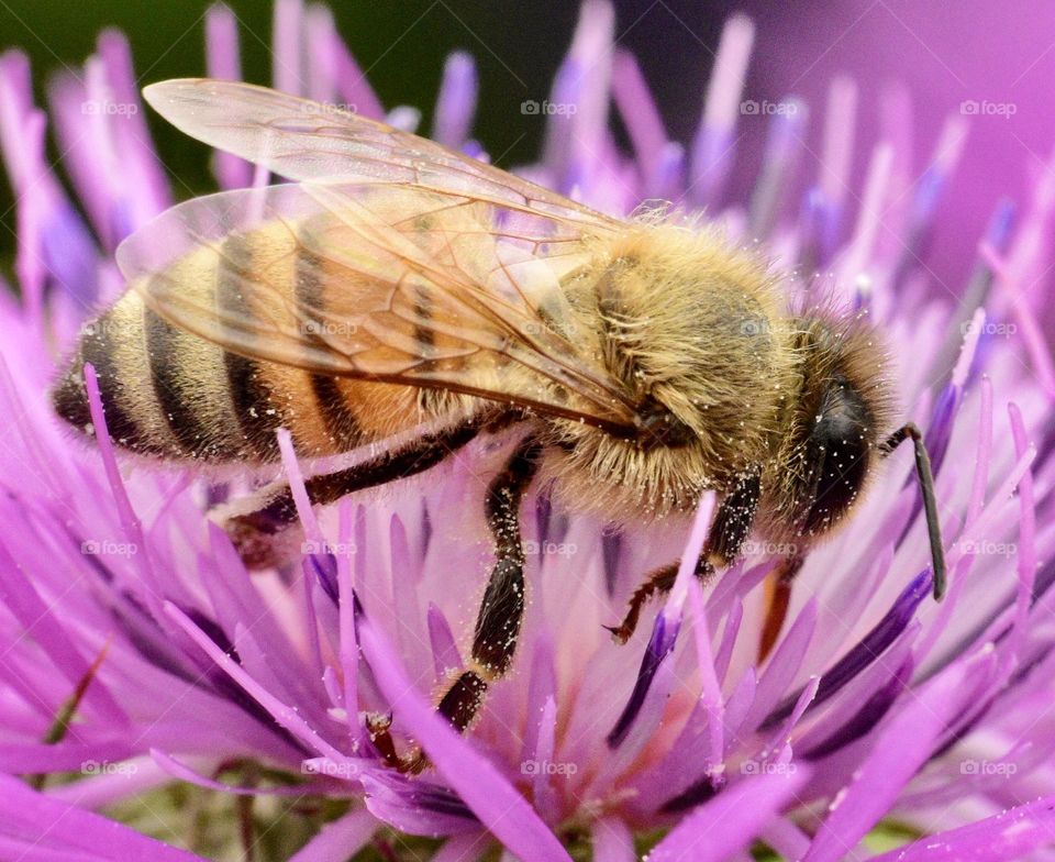 Bee collecting pollen