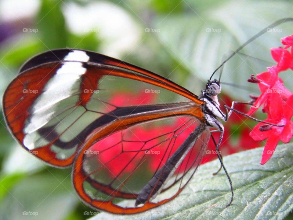 Glass Butterfly
