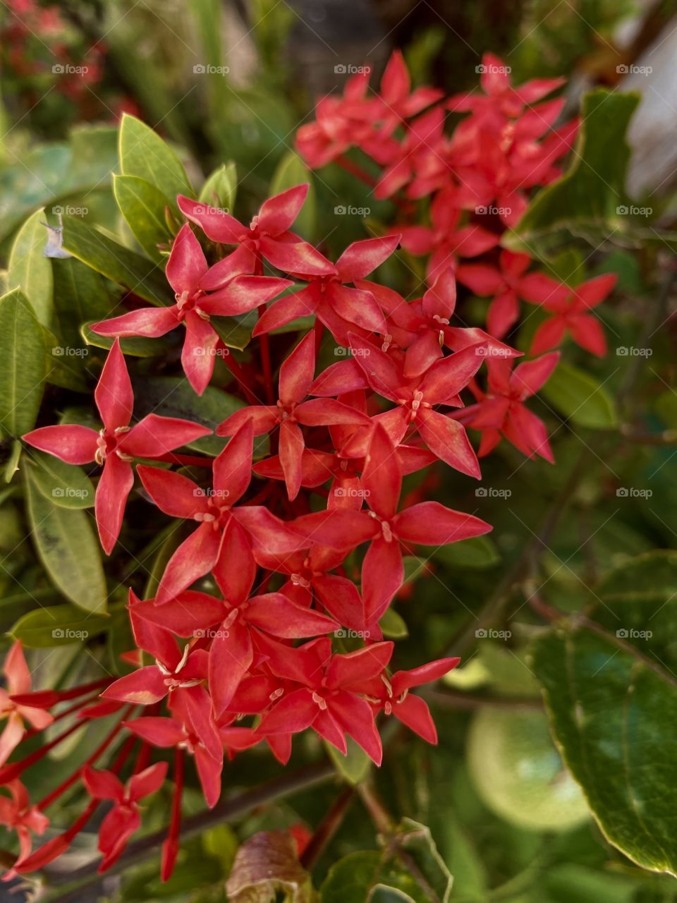 Portrait of the caraibeen flower 