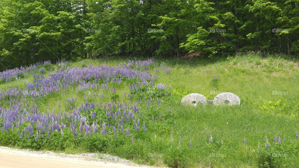 Lupine and Millstones