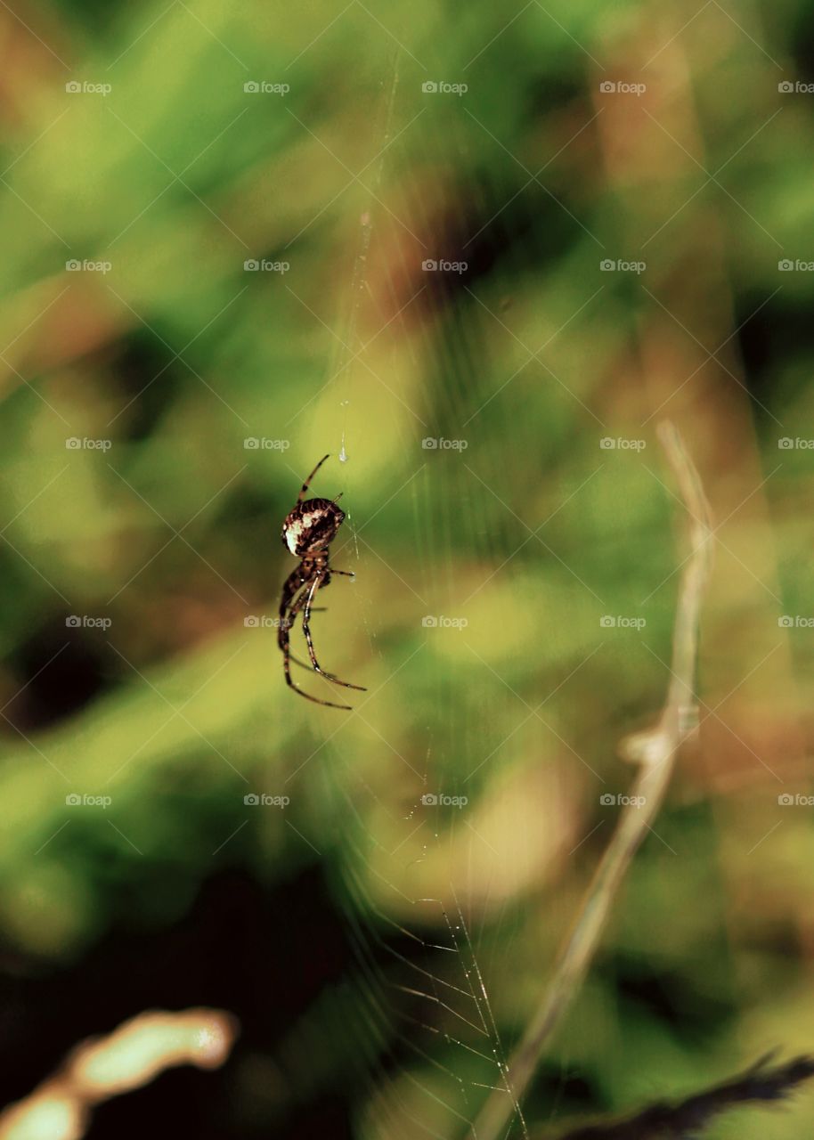 Animals, spider, spider web,