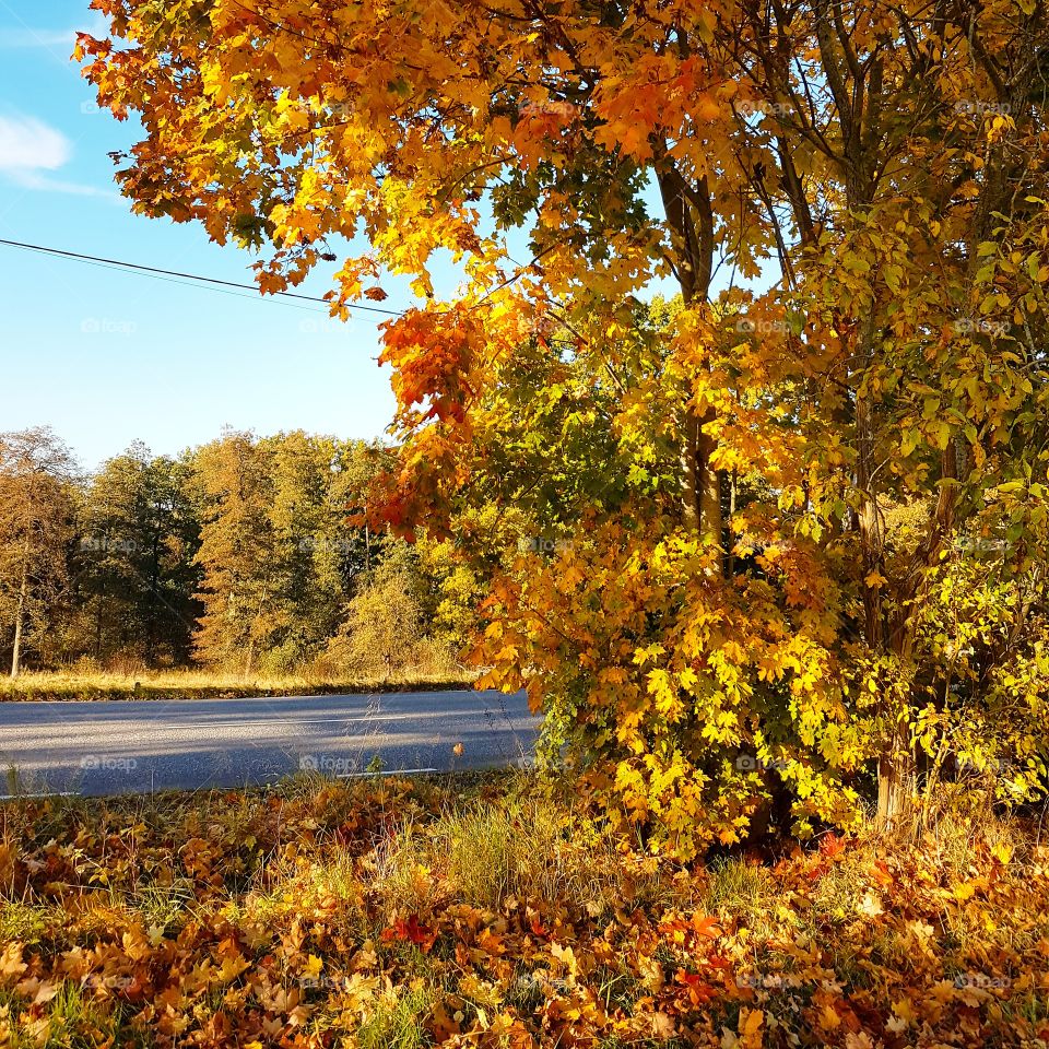 autumn maple tree