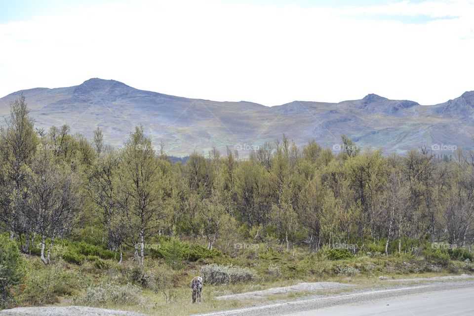 Beautiful landscape with reindeers and mountains