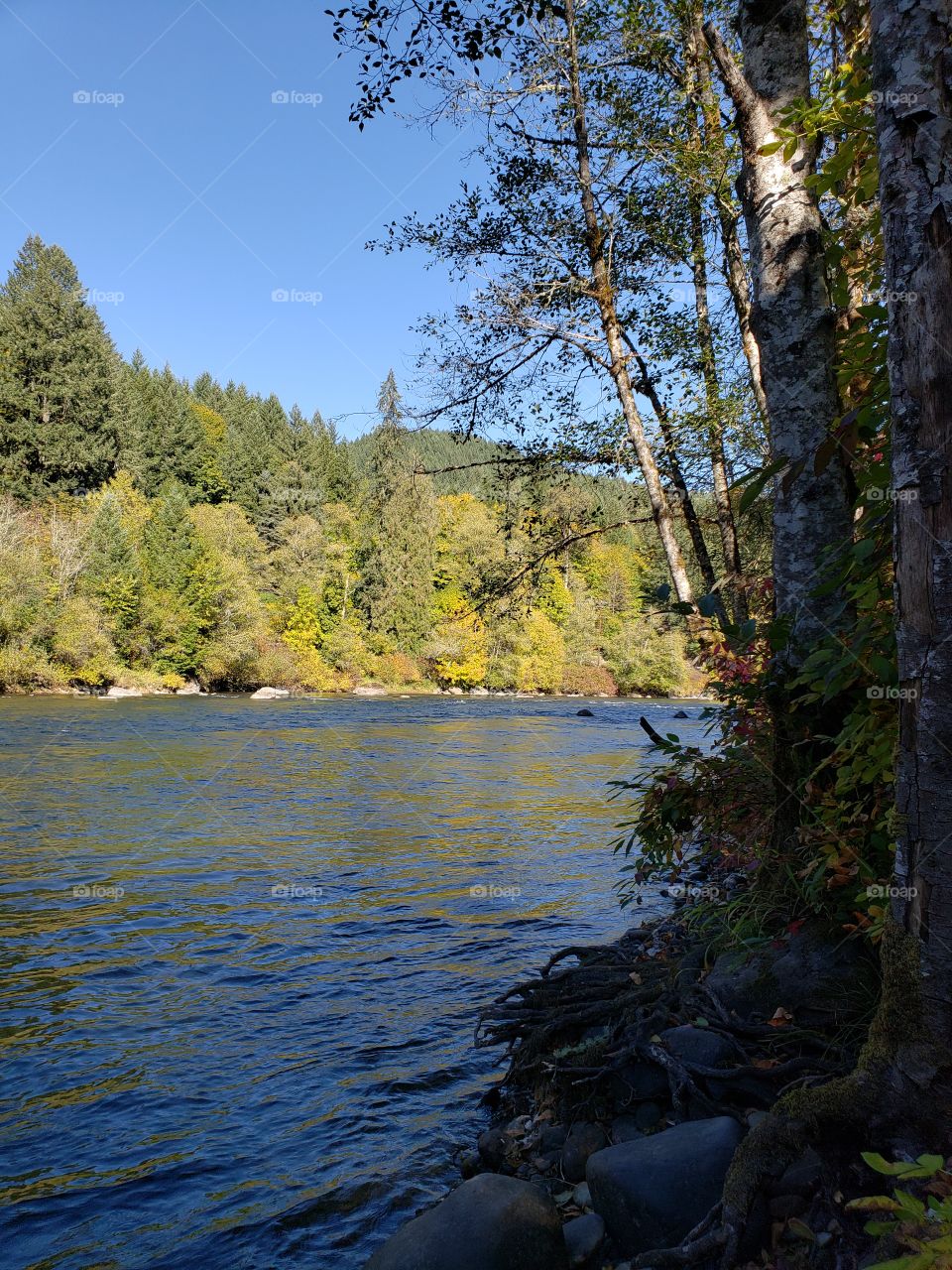 View across the beautiful McKenzie River in the forests of Oregon to trees and foliage in brilliant yellow and golden fall colors on the banks on the other side on a sunny fall day with clear skies. 