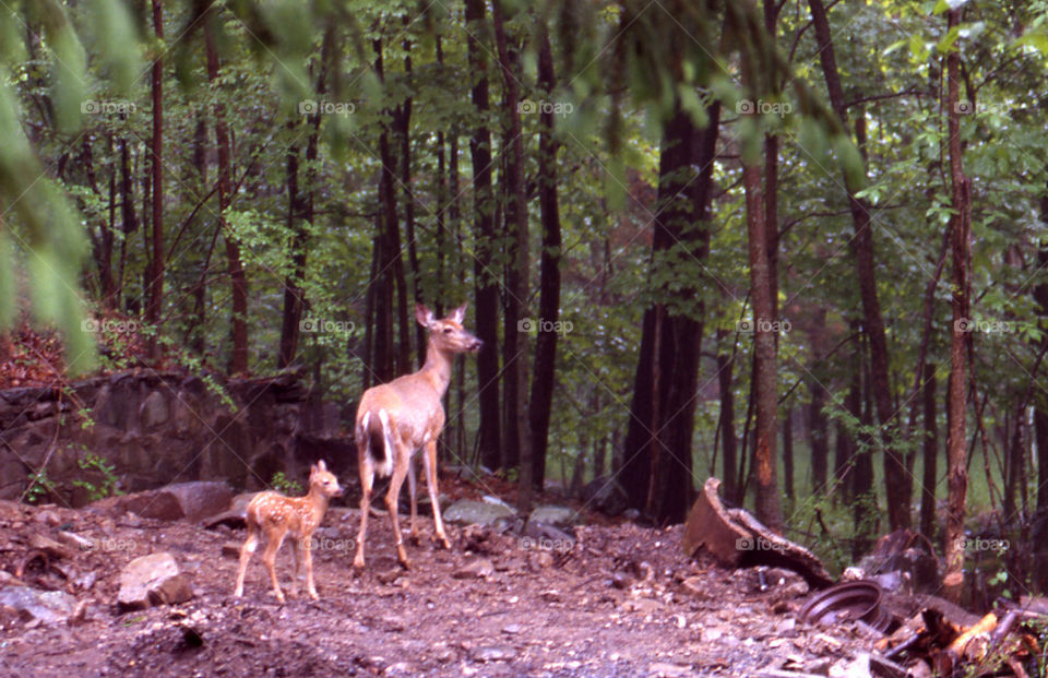 Deer and Fawn