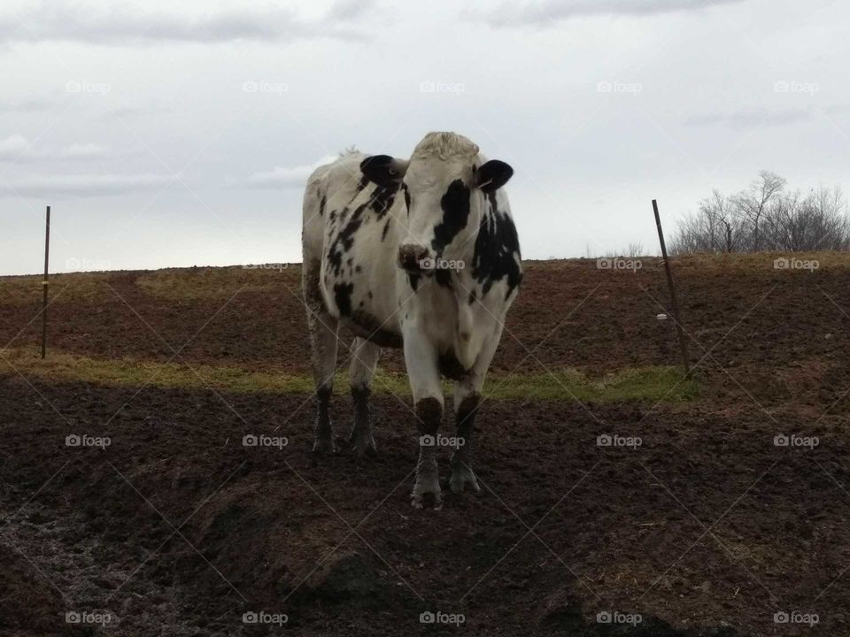 Cattle, Cow, Mammal, Agriculture, Livestock