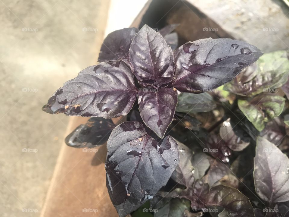 Red basil 