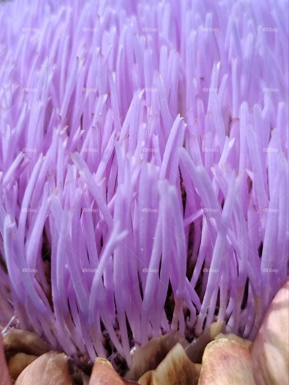 Close up of a flower 