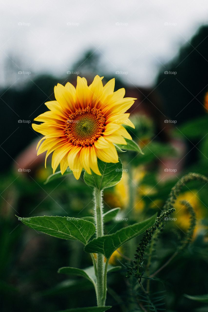 sunflower