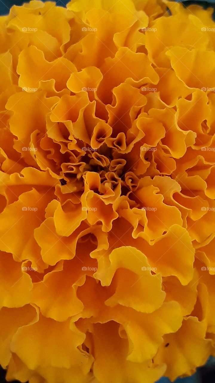 Close look inside a floy