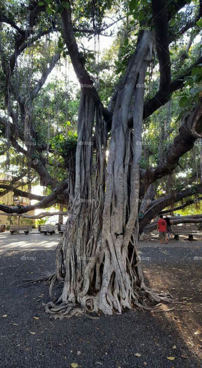 Beautiful tree in Maui