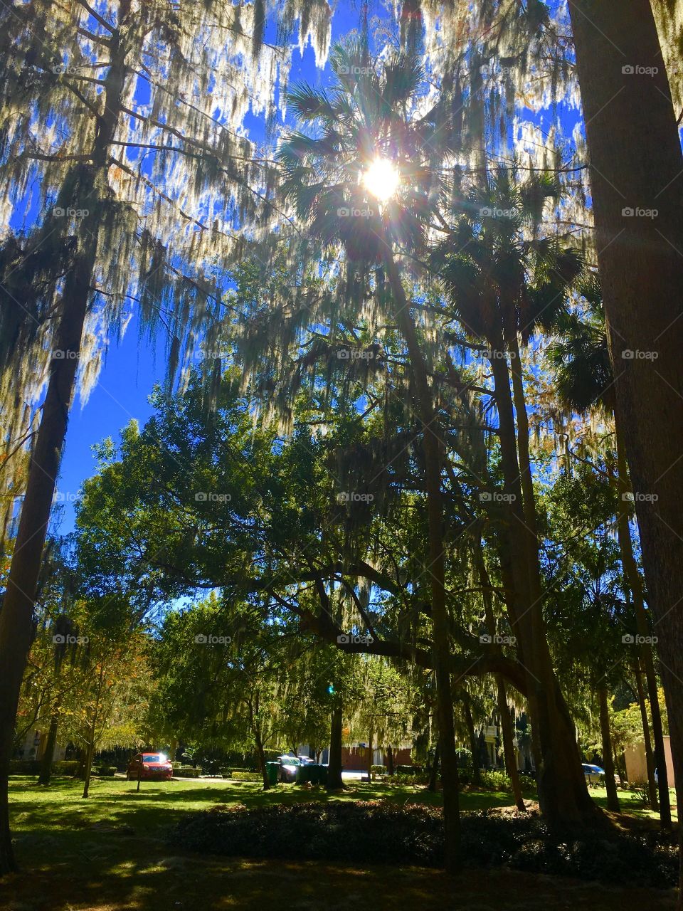 Tree, Light, Sun, Park, No Person